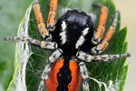 Goldaugen-Springspinne Philaeus chrysops