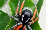 Goldaugen-Springspinne Philaeus chrysops