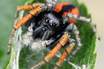 Goldaugen-Springspinne Philaeus chrysops