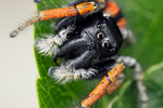 Goldaugen-Springspinne Philaeus chrysops