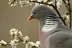 Ringeltaube Columba palumbus