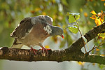 Ringeltaube Columba palumbus