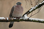 Ringeltaube Columba palumbus