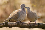 Türkentaube Streptopelia decaocto