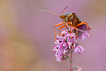 Rotbeinige Baumwanze Pentatoma rufipes