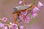 Rotbeinige Baumwanze Pentatoma rufipes