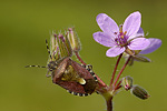 Beerenwanze Dolycoris baccarum