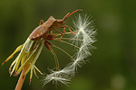 Lederwanze Coreus marginatus