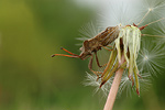 Lederwanze Coreus marginatus