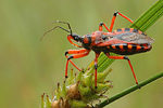 Rote Mordwanze Rhynocoris iracundus