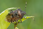 Graue Gartenwanze Rhaphigaster nebulosa