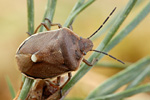 Föhrengast Pitedia pinicola