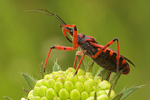 Rote Mordwanze Rhynocoris iracundus