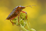 Rotbeinige Baumwanze Pentatoma rufipes