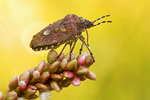 Beerenwanze Dolycoris baccarum