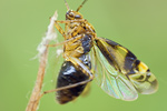 Gepunktete Nesselwanze Liocoris tripustulatus