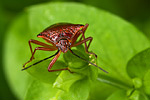 Stachelwanze Acanthosoma haemorrhoidale