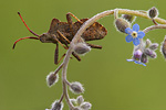 Lederwanze Coreus marginatus