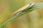 Weichwanze Notostira elongata