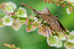 Lederwanze Coreus marginatus