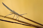 Glasflügelwanze Chorosoma schillingii