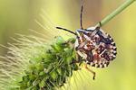 Purpur-Baumwanze Carpocoris purpureipennis