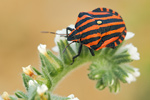 Streifenwanze Graphosoma lineatum