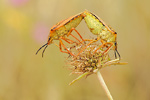 Baumwanze - Paarung Carpocoris mediterraneus