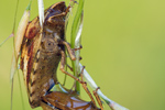 Gras-Schildwanze / Copula Euygaster maura