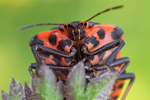 Streifenwanze Graphosoma lineatum