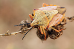 Baumwanze Carpocoris mediterraneus