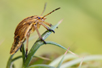 Streifenwanze Graphosoma lineatum