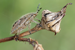 Beerenwanze Dolycoris baccarum