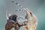 Beerenwanze Dolycoris baccarum