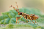 Lederwanze Coreus marginatus