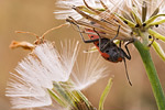 Ritterwanze Lygaeus equestris