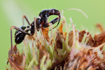 Ameisensichelwanze Himacerus mirmicoides