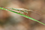 Weichwanze Notostira elongata