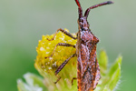 Lederwanze Coreus marginatus