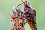 Rotbeinige Baumwanze Pentatoma rufipes