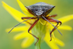 Rotbeinige Baumwanze Pentatoma rufipes