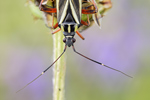 Blindwanze Hadrodemus m-flavum