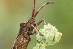 Lederwanze Coreus marginatus