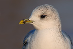 Sturmmöwe Larus canus