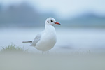 Lachmöwe Larus ridibundus