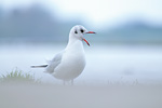 Lachmöwe Larus ridibundus