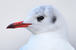 Lachmöwe Larus ridibundus