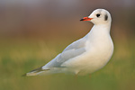 Lachmöwe Larus ridibundus