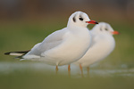 Lachmöwe Larus ridibundus