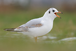 Lachmöwe Larus ridibundus